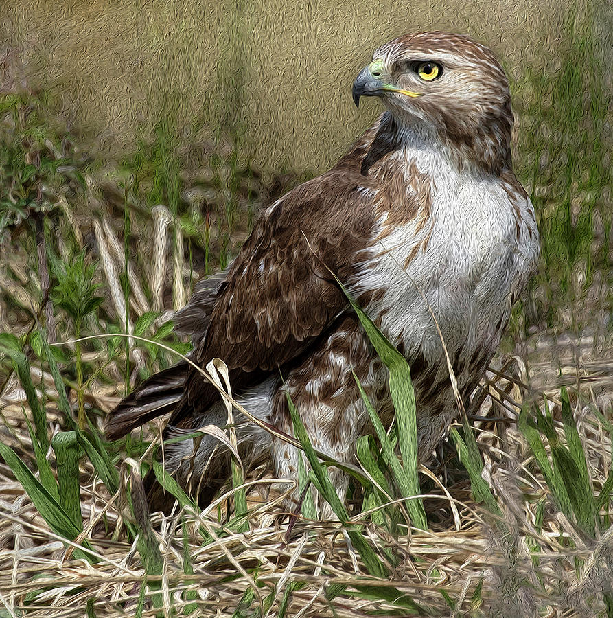 Hawk in the Grass Photograph by Art Cole