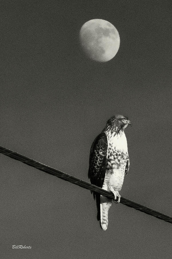 Hawk In the Moon Photograph by Bill Roberts