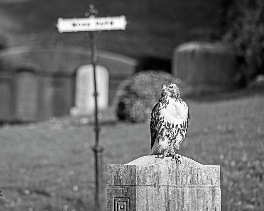 Hawk in the Mount Auburn Cemetery Cambridge MA Black and White Photograph by Toby McGuire
