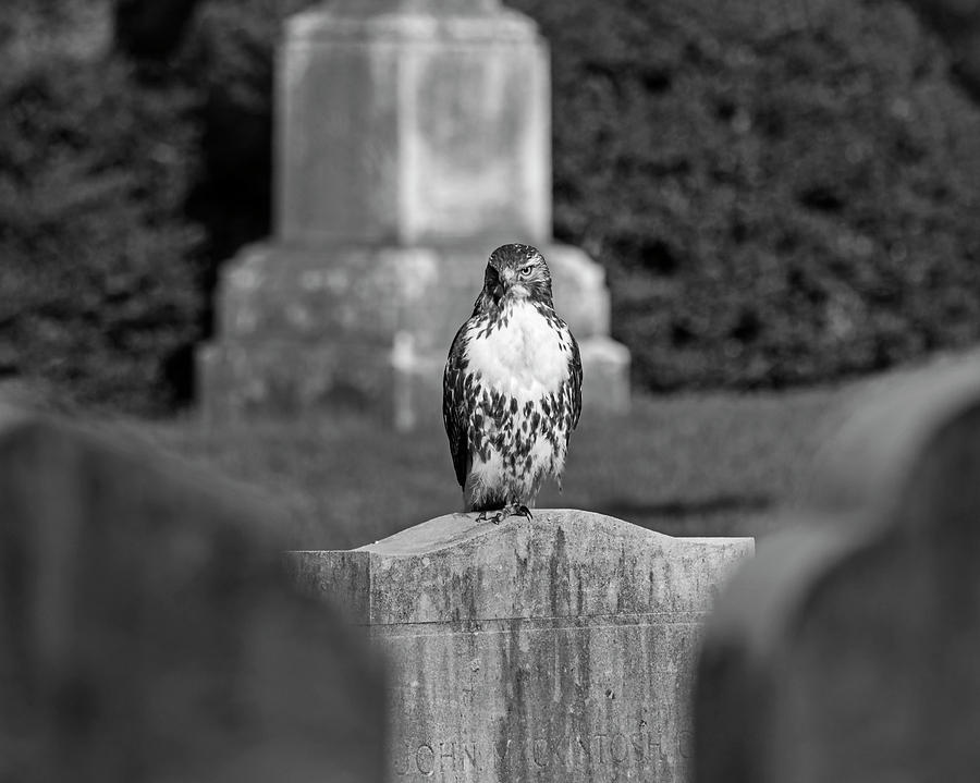 Hawk in the Mount Auburn Cemetery Stare Cambridge MA Black and White Photograph by Toby McGuire