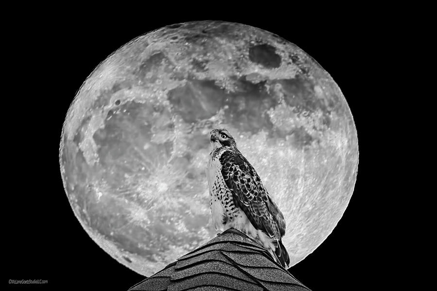 Hawk in the Super Moon Photograph by LeeAnn McLaneGoetz McLaneGoetzStudioLLCcom
