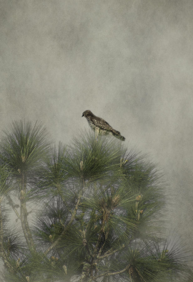 Hawk in the Treetop Photograph by Judy Hall-Folde
