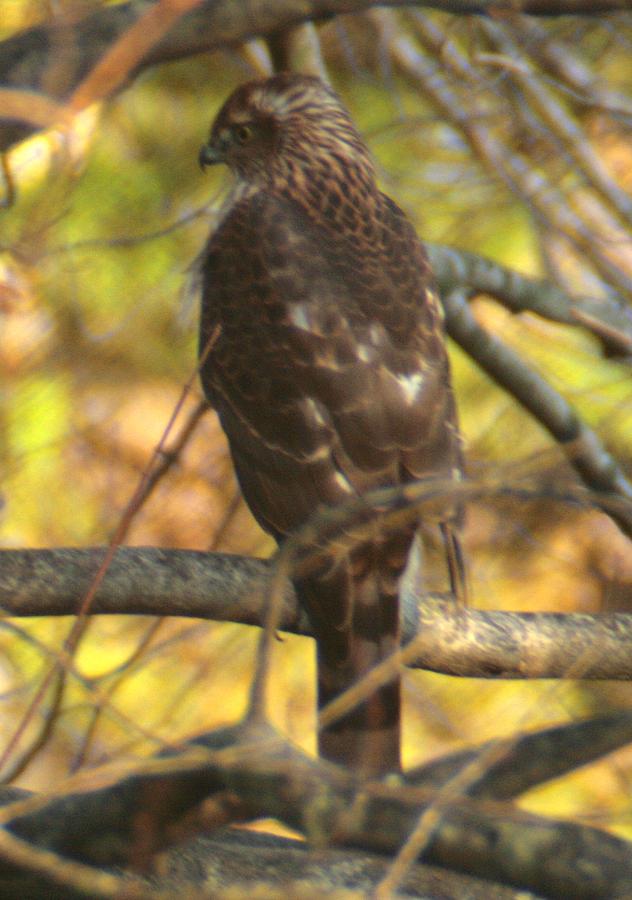 Hawk in the Woods Photograph by Christopher J Kirby