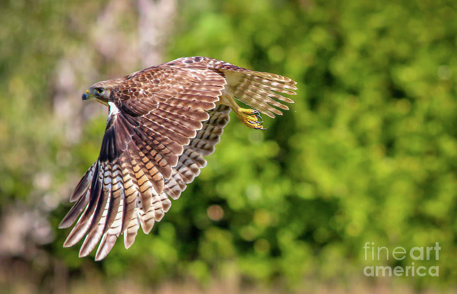 Hawk inFlight Photograph by Tom Claud