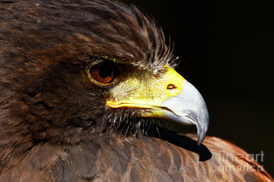 Hawk Intensity Photograph