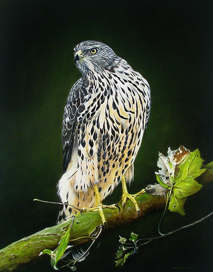 Hawk Painting by Jan Teunissen - Fine Art America