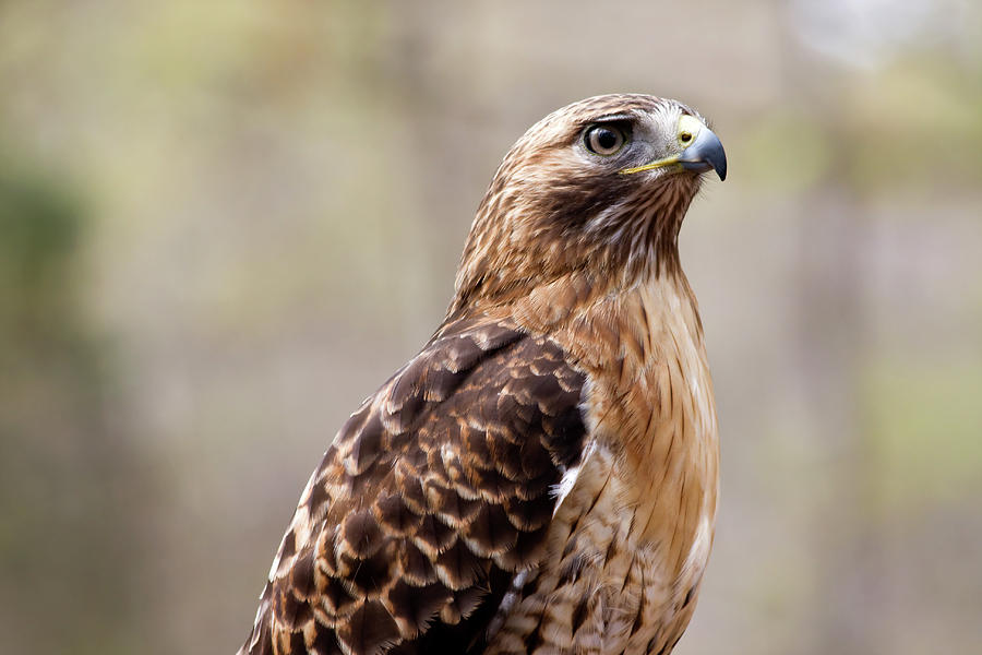 Hawk Photograph by Jill Lang