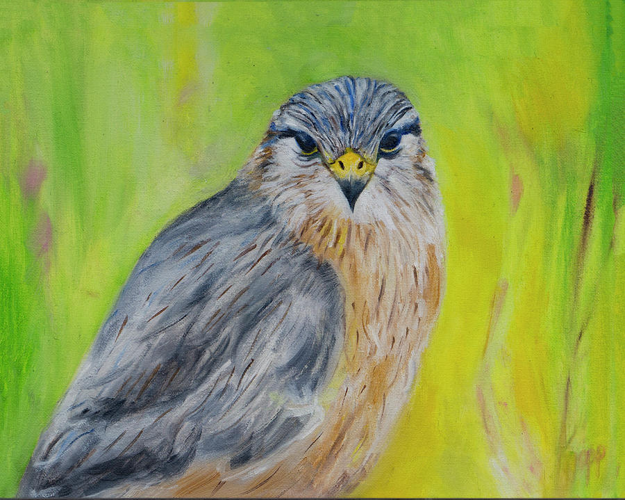 Hawk Painting by Kathy Knopp