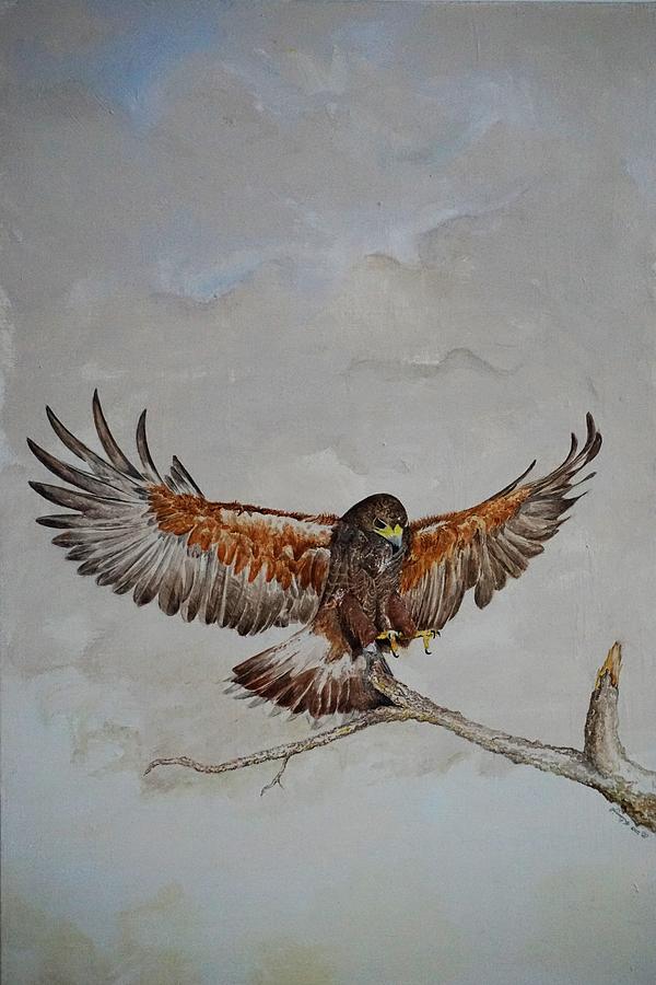 Hawk Landing Painting by Alan Pickersgill