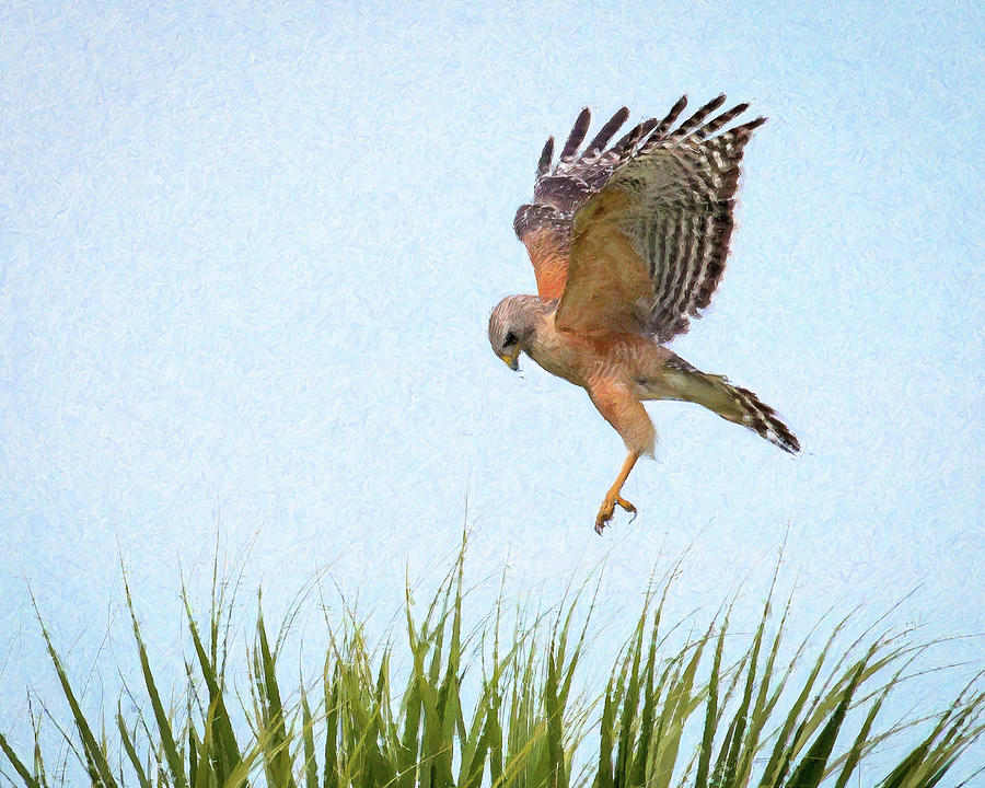 Hawk landing in nest Photograph by Joe Myeress