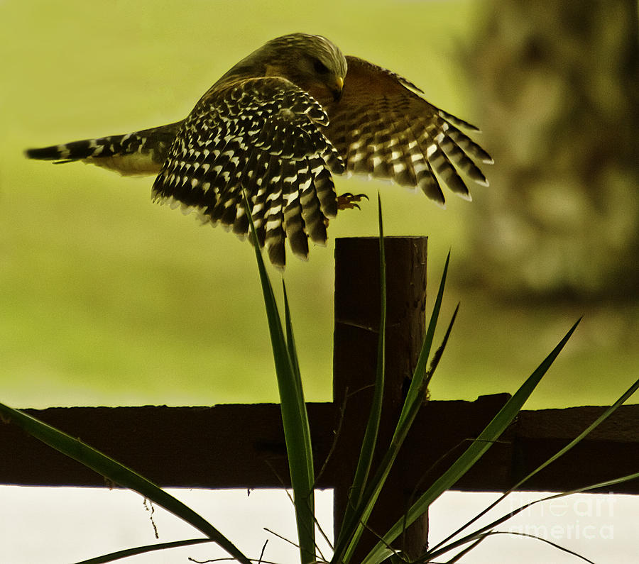 Hawk Landing Photograph By Tress Chapin