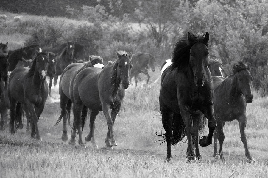 Hawk Leading The Way - BW Photograph by MH Ramona Swift | Fine Art America