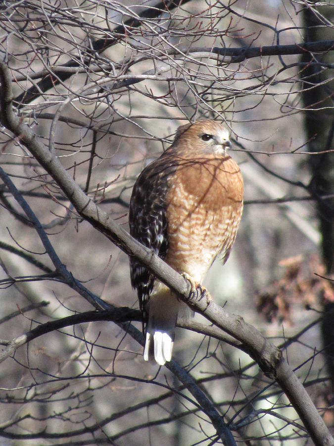 Hawk Photograph by Linda Weaver - Fine Art America