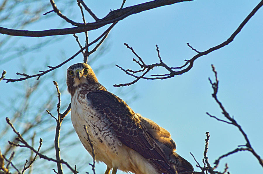 Hawk Looking at you Photograph by Matt Steffen - Fine Art America