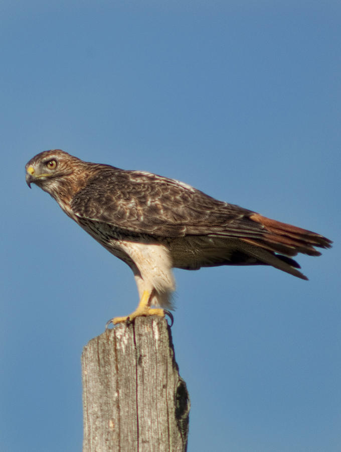 Hawk looking for food Photograph by Matt Steffen - Fine Art America