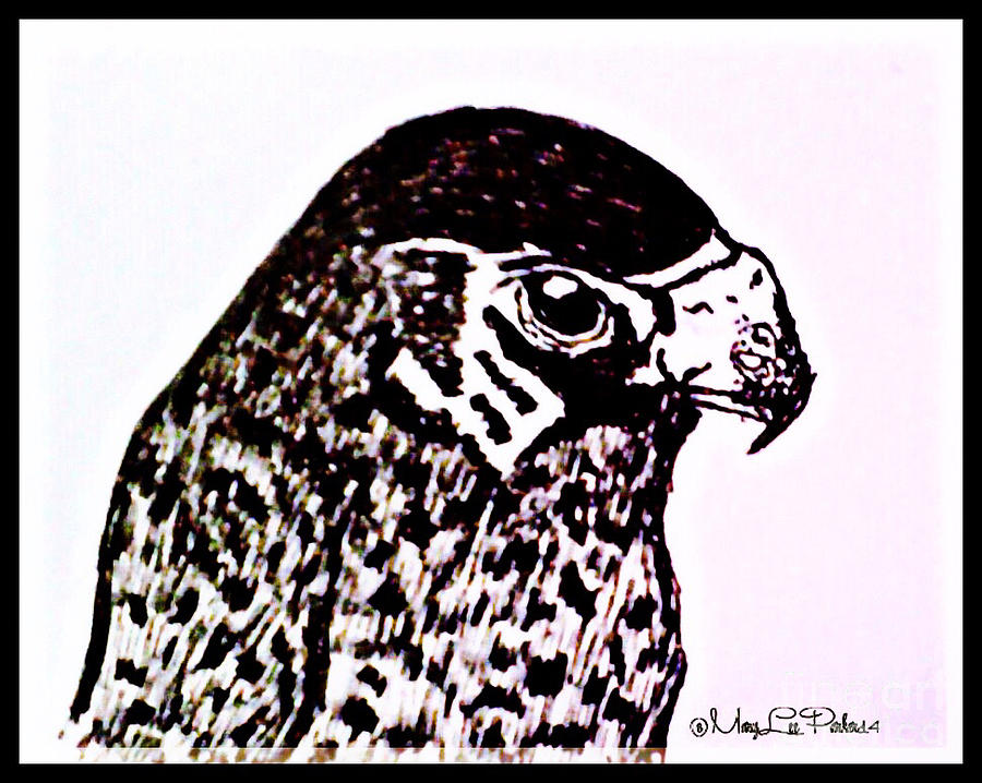 Hawk Mixed Media by MaryLee Parker