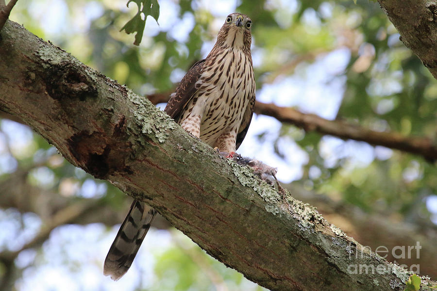 Hawk on a Branch Photograph by Steven Spak