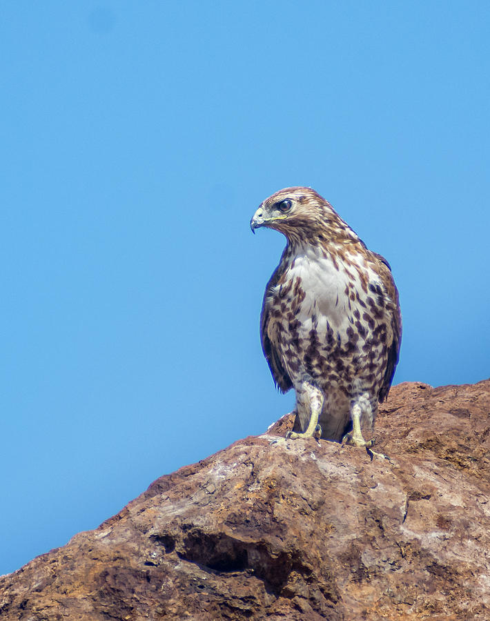 Hawk on a Rock 2 Photograph by Rick Mosher