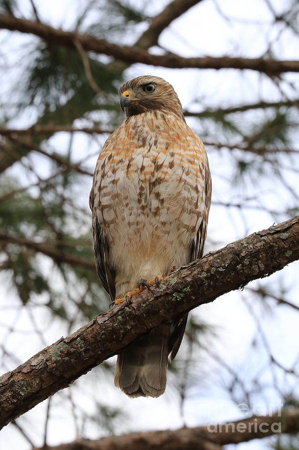 Hawk on a tree branch Photograph by Douglas Sacha - Fine Art America