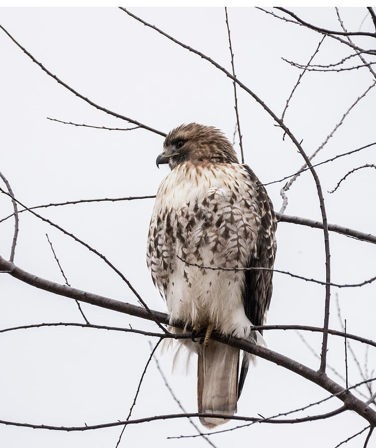 Hawk on alert Photograph by Paul Ross