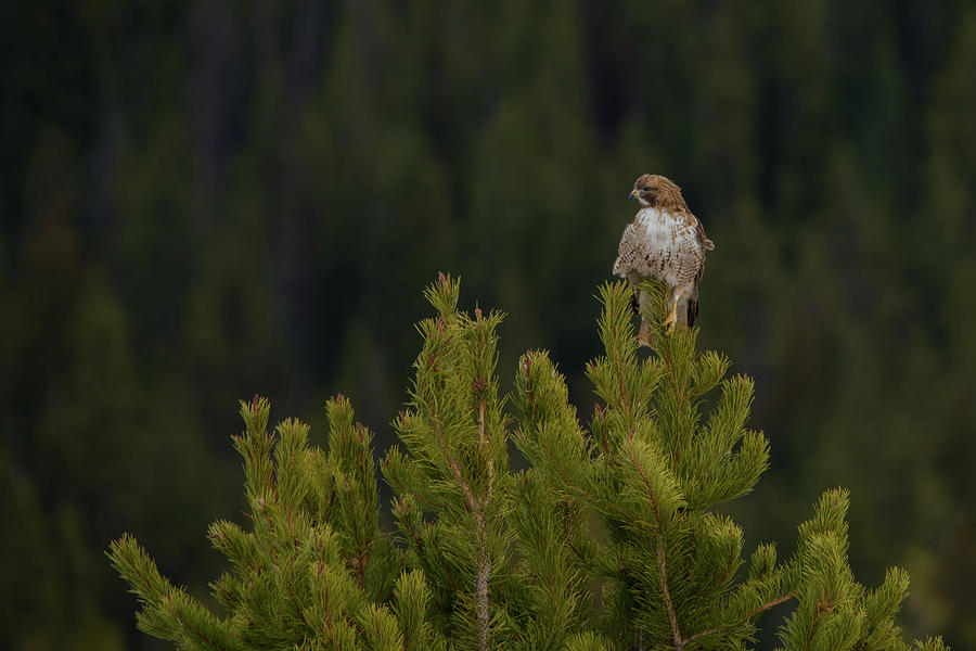 Hawk On Highest Tree Photograph by Yeates Photography