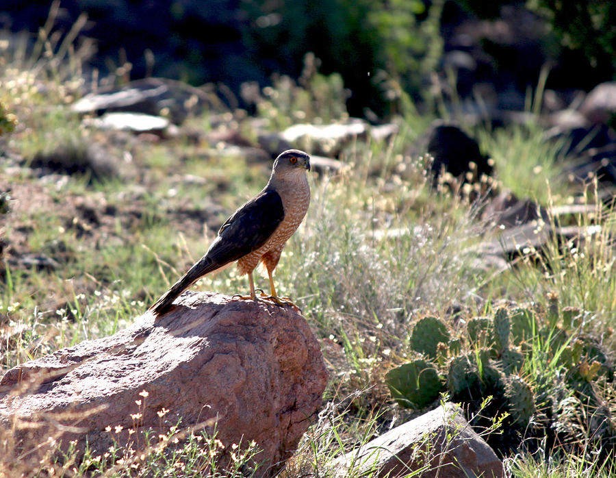Hawk on Rock Photograph by Gerri Duke