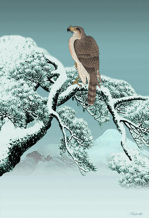 Hawk on Snowy Pine Digital Art by M Spadecaller
