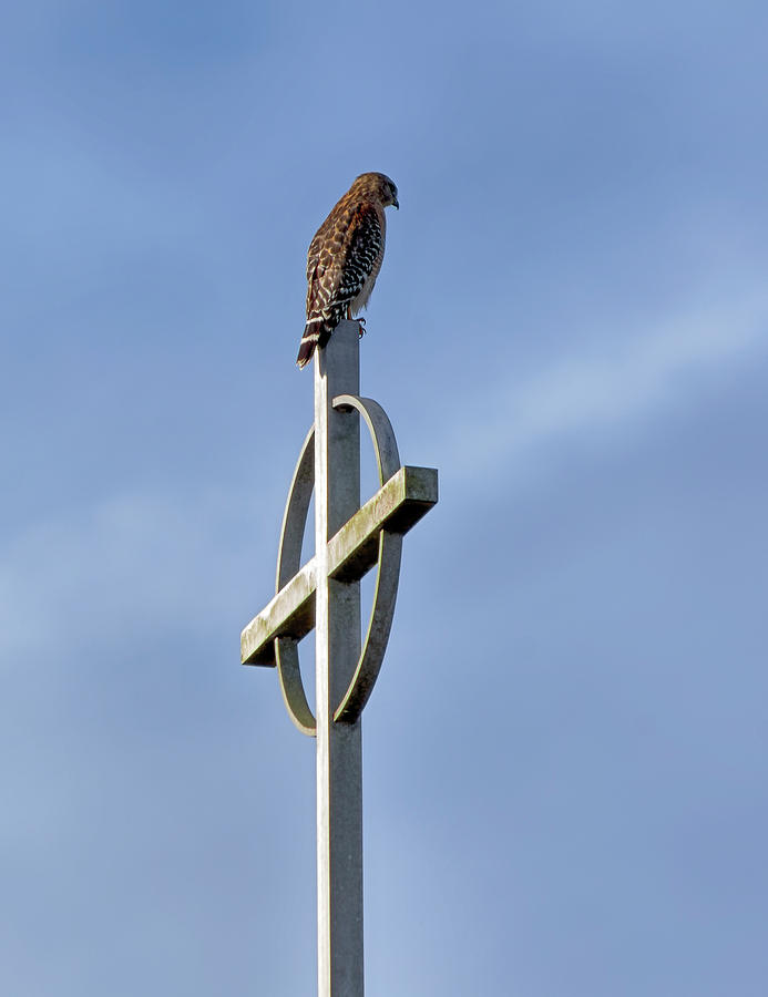 Hawk on Steeple Photograph by Richard Rizzo