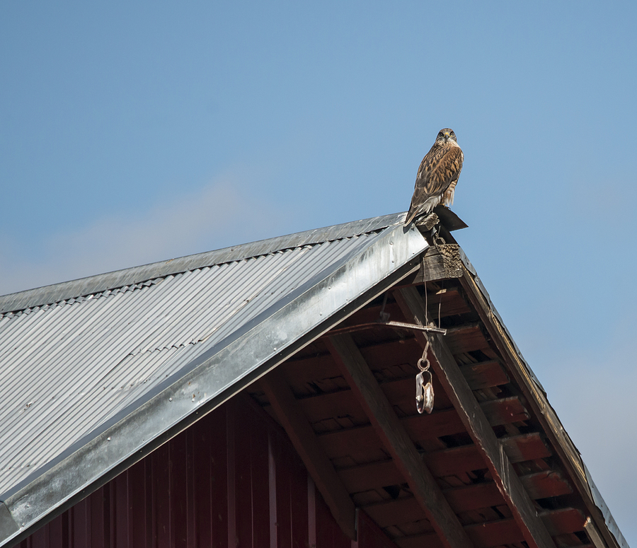 Hawk on the Barn Photograph by Loree Johnson