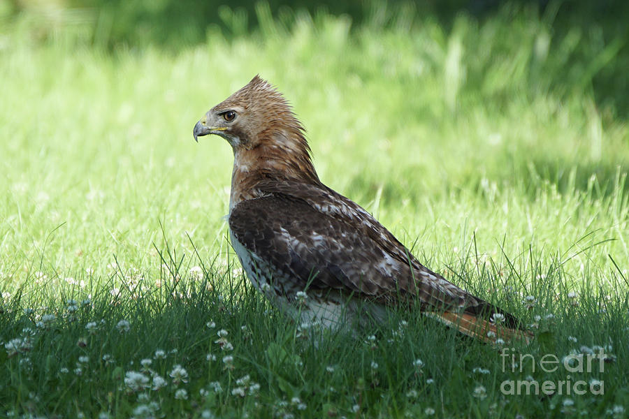 Hawk on the Ground 1 - Tight Grip on Dinner Photograph by Robert Alter Reflections of Infinity