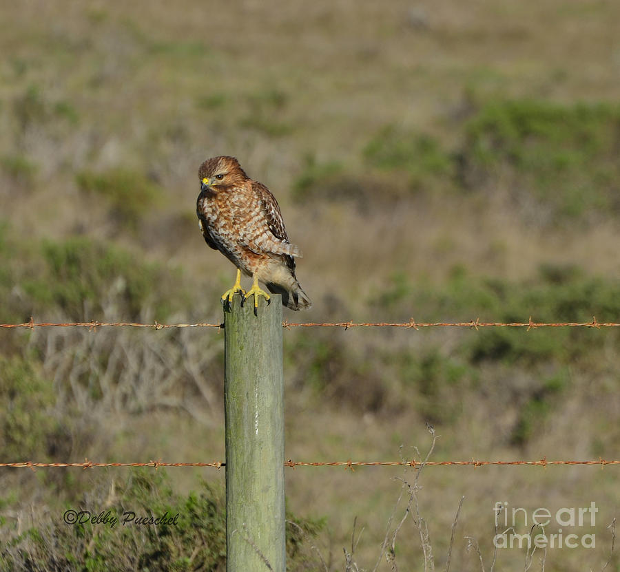 Hawk on the Pole Photograph by Debby Pueschel