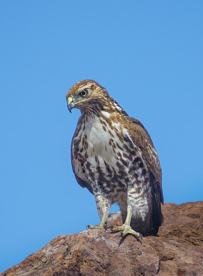 Hawk On the Rock Photograph by Rick Mosher