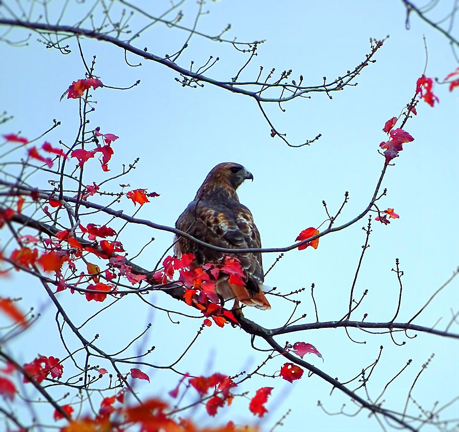 Hawk on the tree with red leaves Photograph by Lilia D