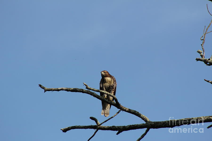 Hawk on Tree  Photograph by Neal Eslinger