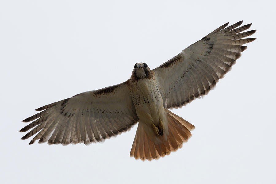 Hawk Overhead Photograph by Brian Hale