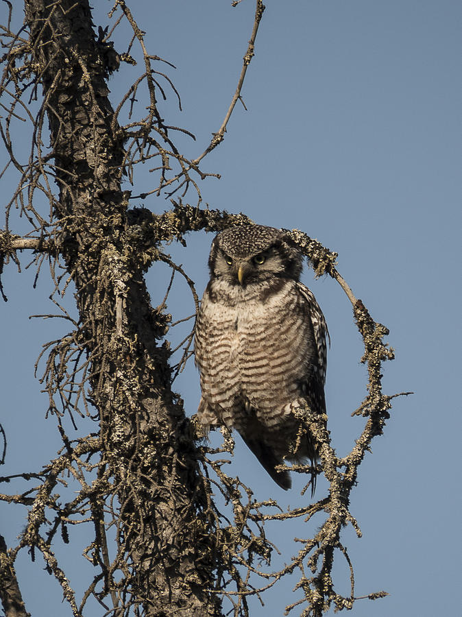 Hawk Owl Gaze Photograph by Ian Johnson