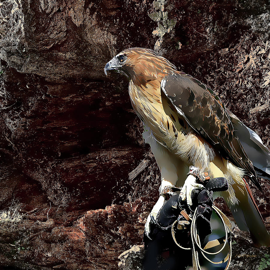 Hawk Photograph - Hawk Painted by Ericamaxine Price