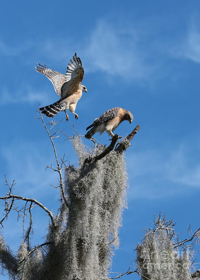 Hawk Photograph - Hawk Pair Encounter by Carol Groenen