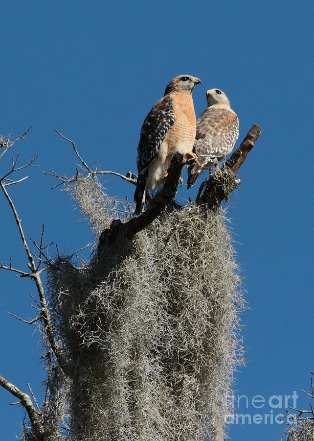 Hawk Pair in Tree Photograph by Carol Groenen
