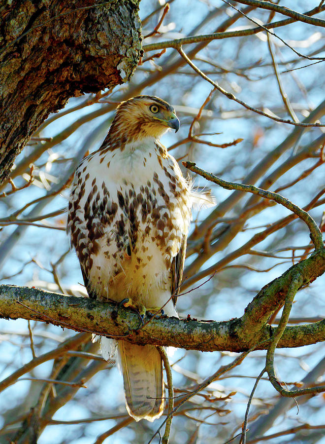 Hawk Photograph by Paul Ross
