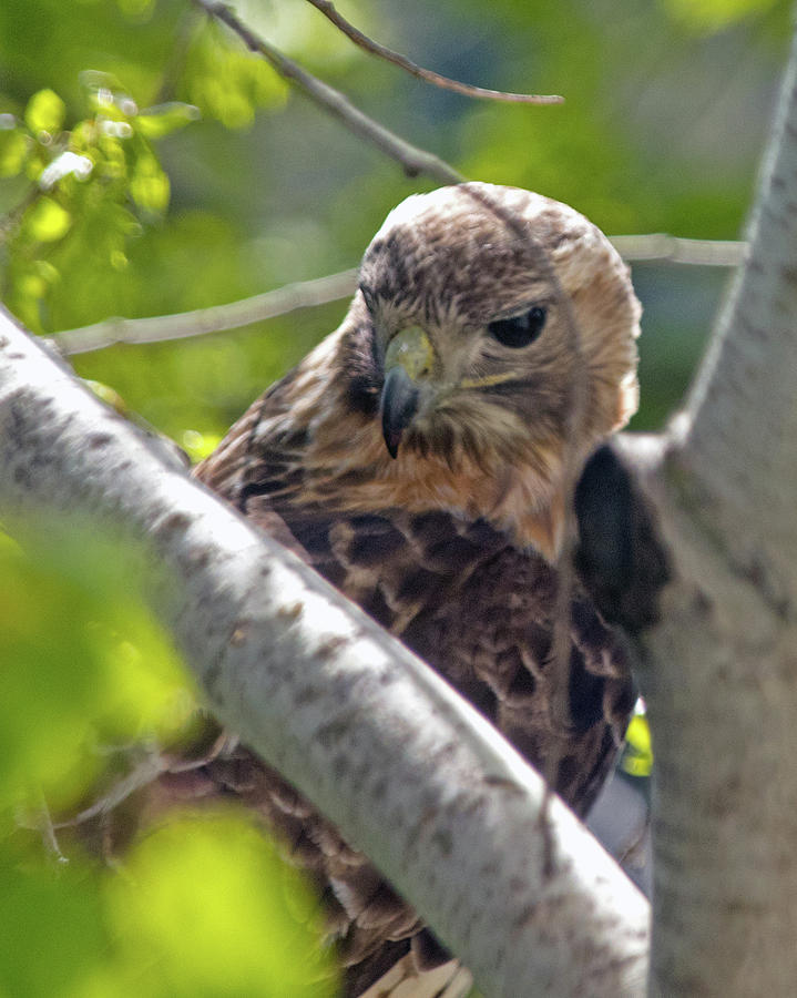 Hawk Peering In Photograph by Ira Marcus