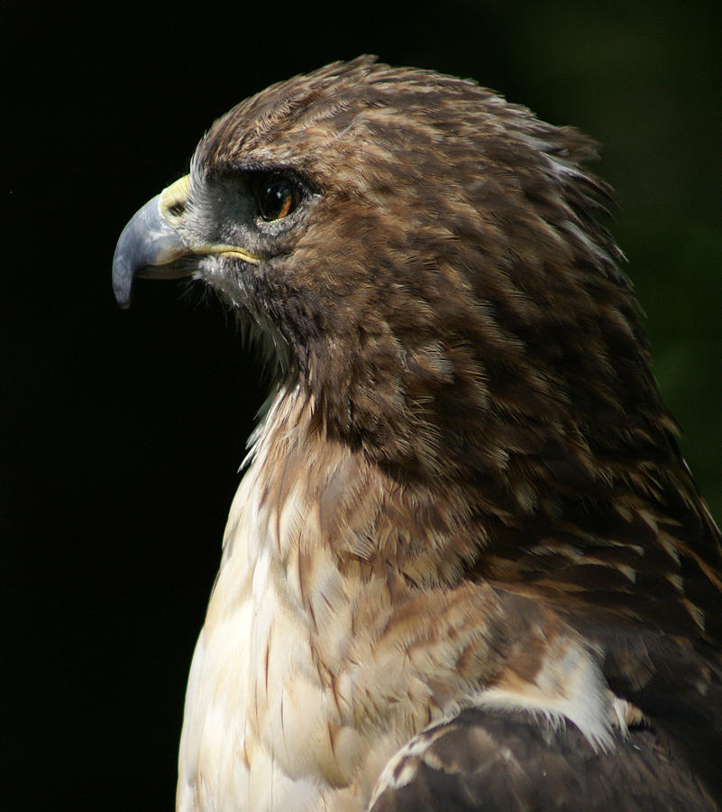 Hawk Portrait Photograph by Heather Coen