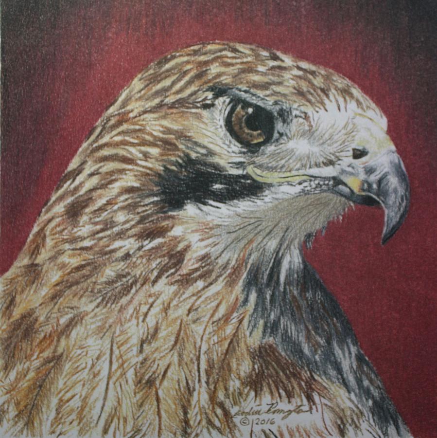 Hawk Portrait Drawing By Judith Pennington - Fine Art America