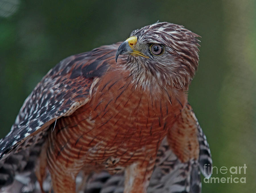 Red Shouldered Hawk  #1 Photograph by Larry Nieland