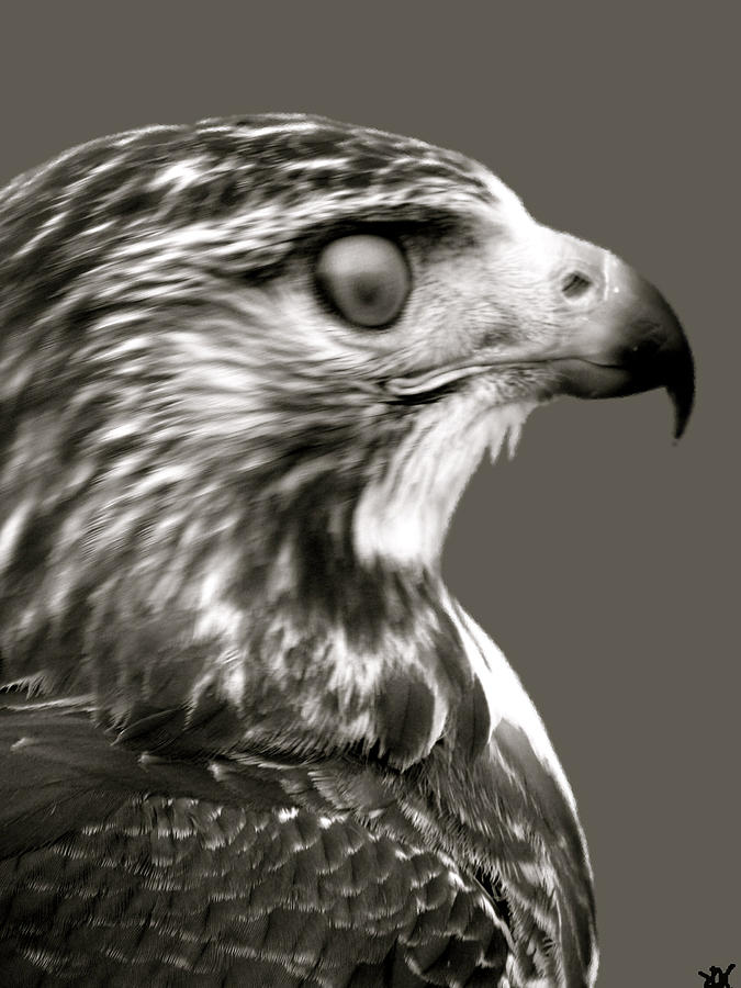 Hawk Profile Photograph by Debra     Vatalaro