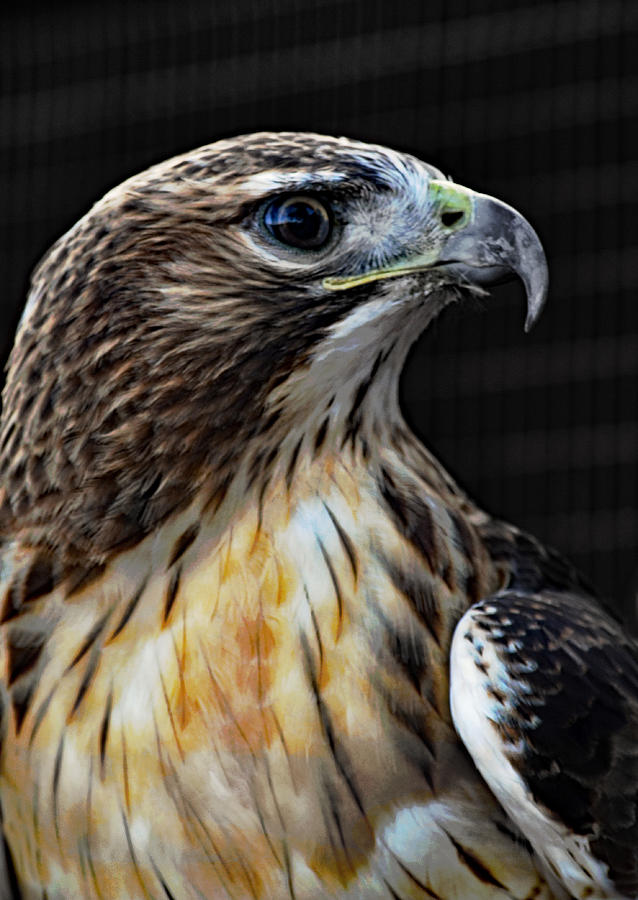 Hawk Profile Photograph by GK Hebert Photography - Fine Art America