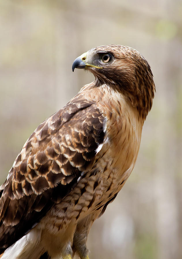 Hawk Profile Photograph by Jill Lang