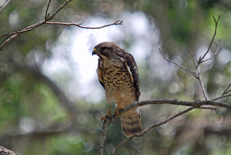 Hawk Profile Photograph by Teresa Blanton