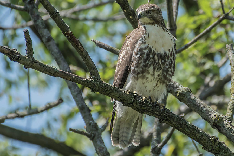 Coopers Hawk Resting Photograph by Bruce Pritchett