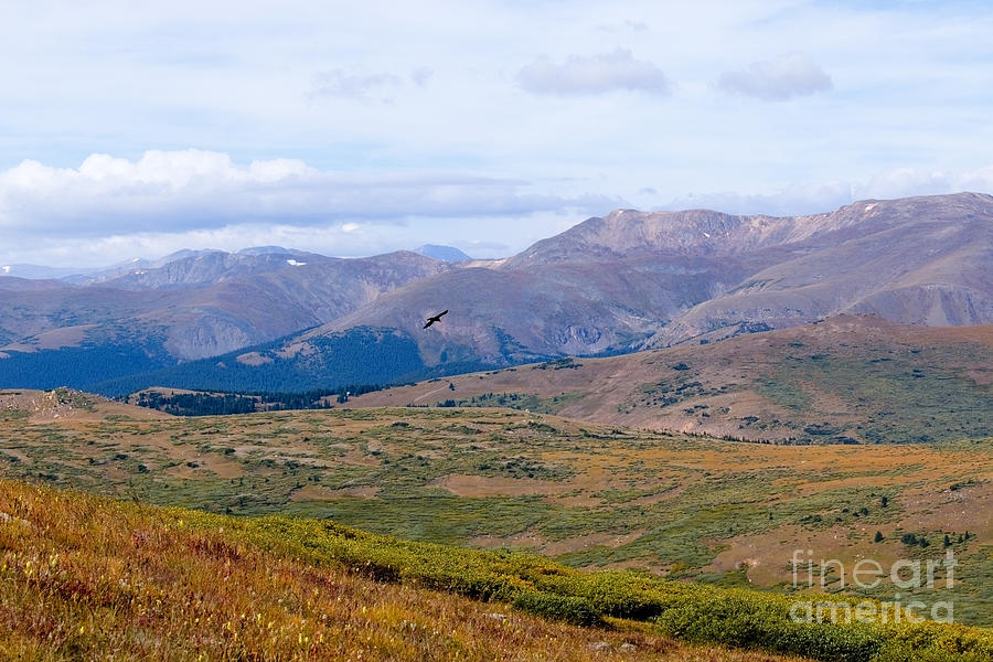 Fall Photograph - Hawk Soaring over Guanella Pass in the Arapahoe National Forest by Steven Krull